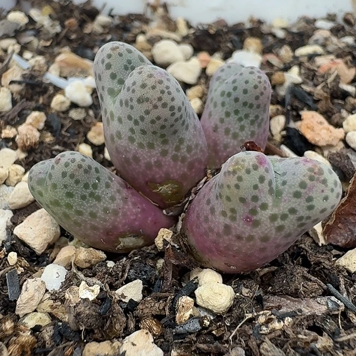 老马生石花95d斑马3014