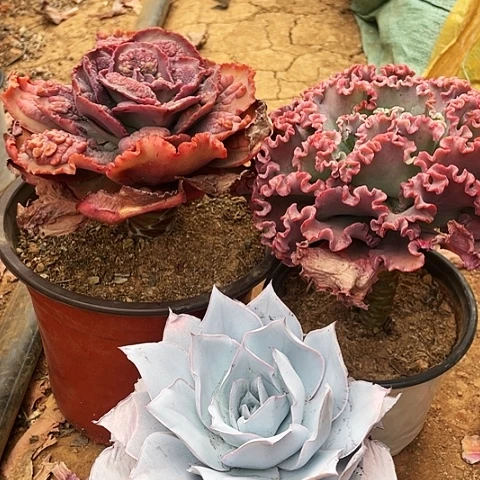 卧*71 号包菜系列 3 棵