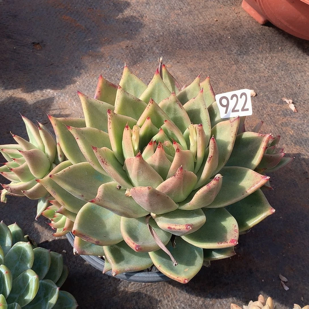 922乌木一物一拍多肉