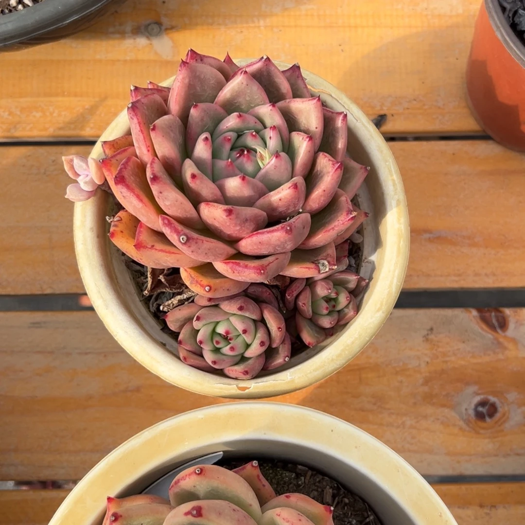 多肉单头红颜蜜语【非偏远地区满18包邮】