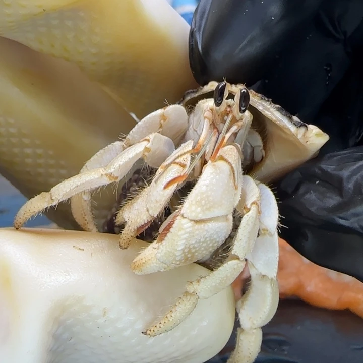 A59干净纯白 灰白1.3cm口径