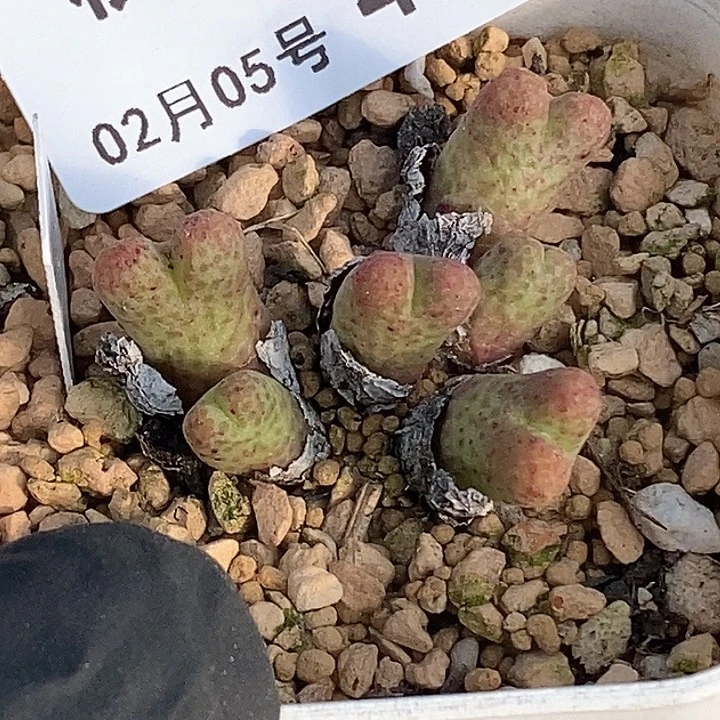 桃喜花园0205-41斑马福利