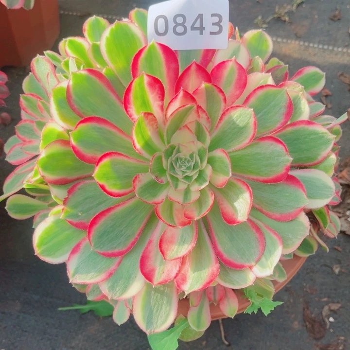 孔雀翎特价多肉发货
