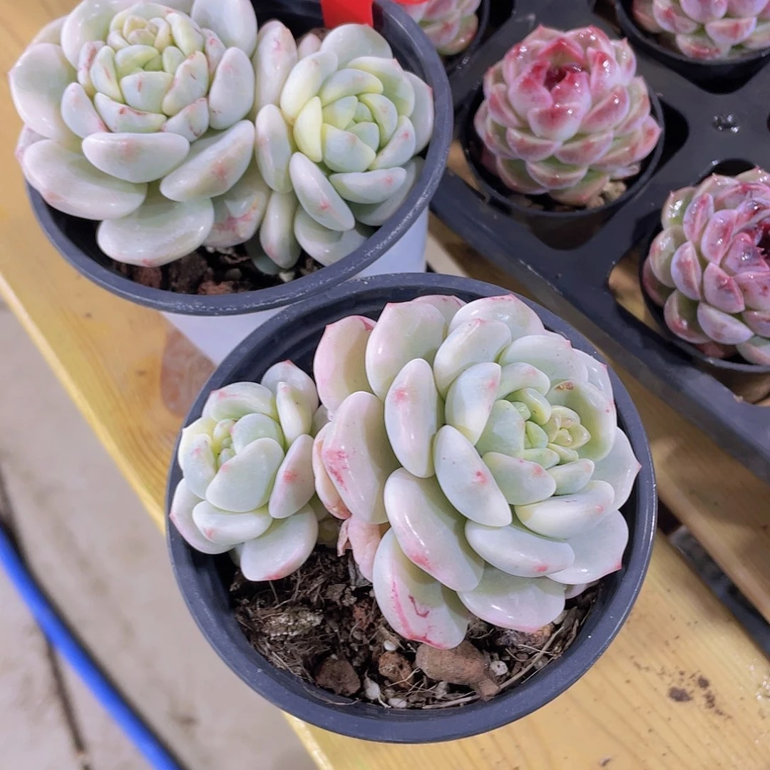 1269号 飘枝香草锦一颗