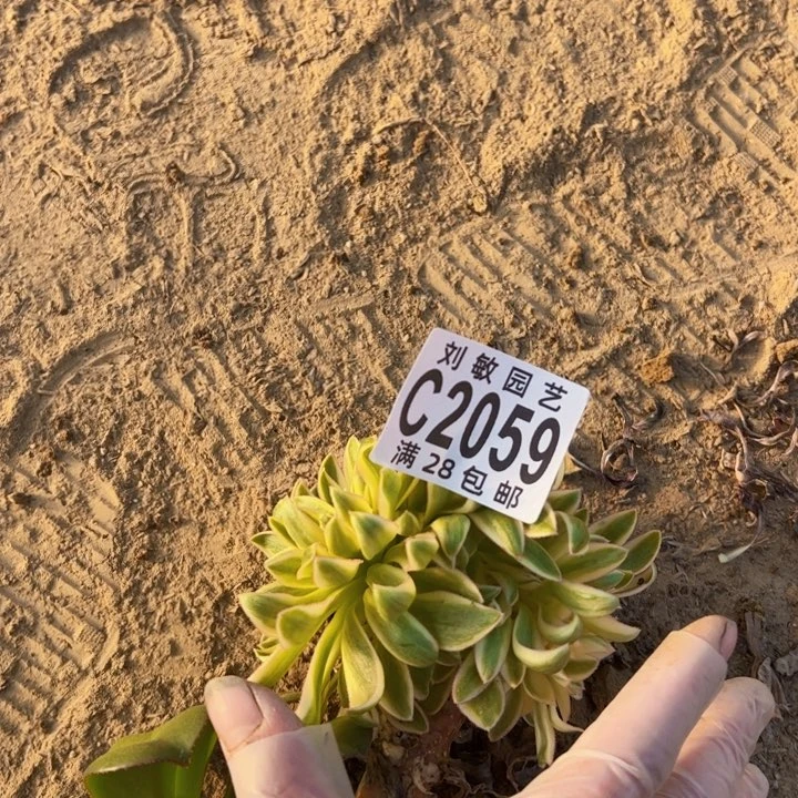 2059砍头多肉植物法师法师青莲缀砍头