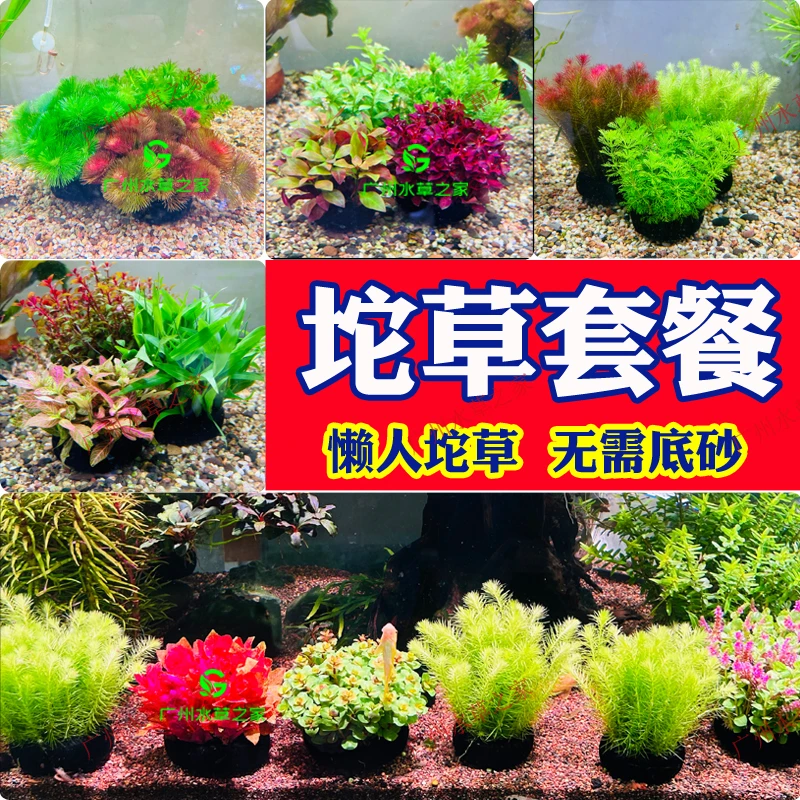 坨草组合套餐精选新手一整套搭配懒人养鱼套装好养简单增氧水草