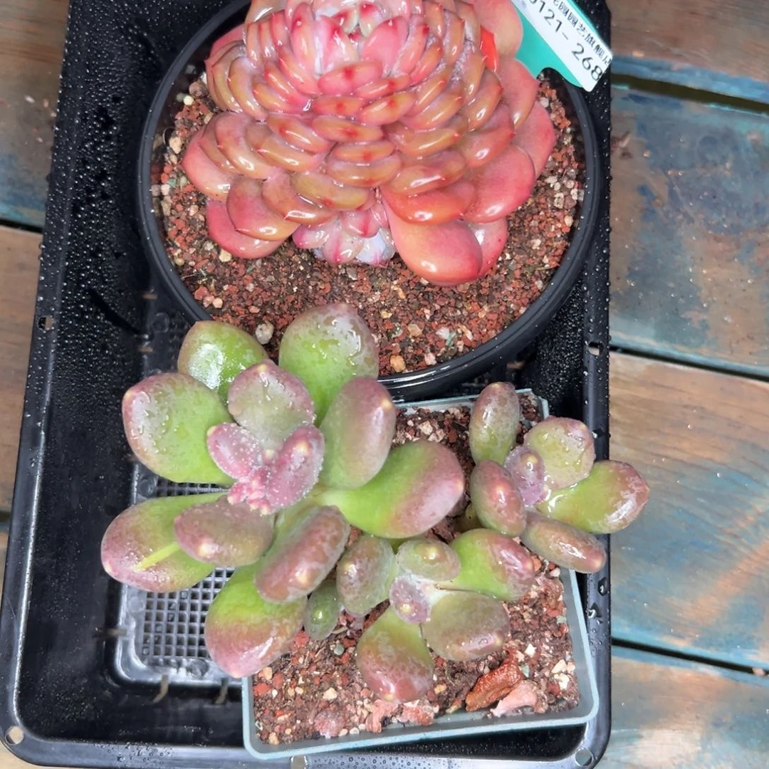 多肉精选编号0121.268