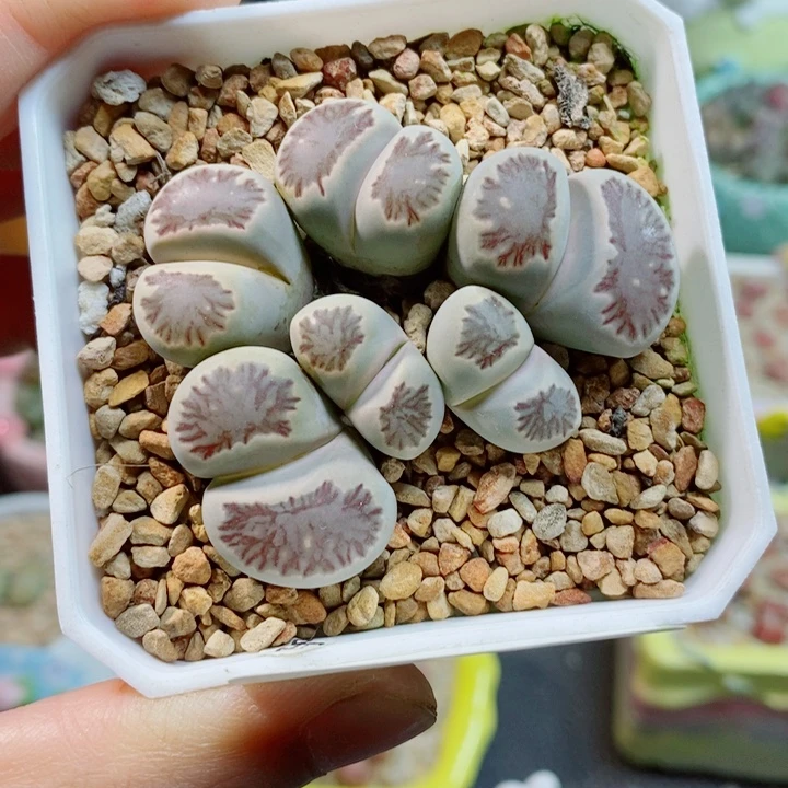 生石花花花花花花703