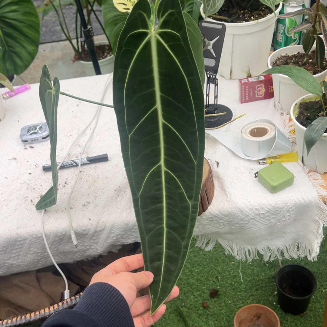 完全开放切桩黑窄火鹤后叶长43