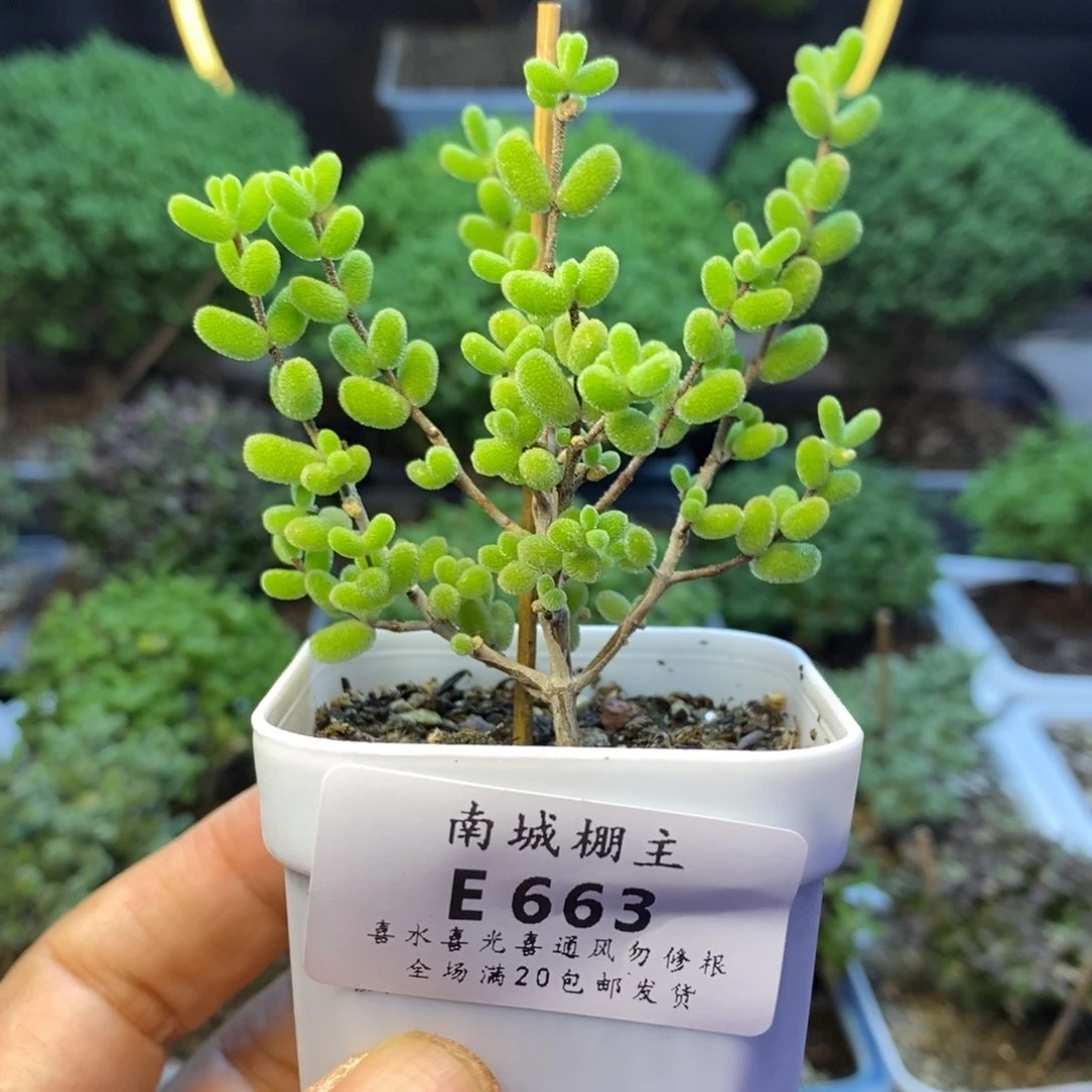 663冰糖枝干番杏