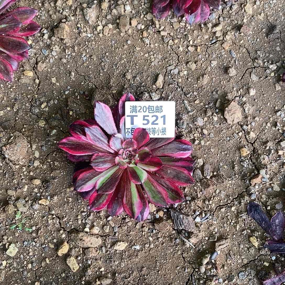 521同花顺单头法师锦