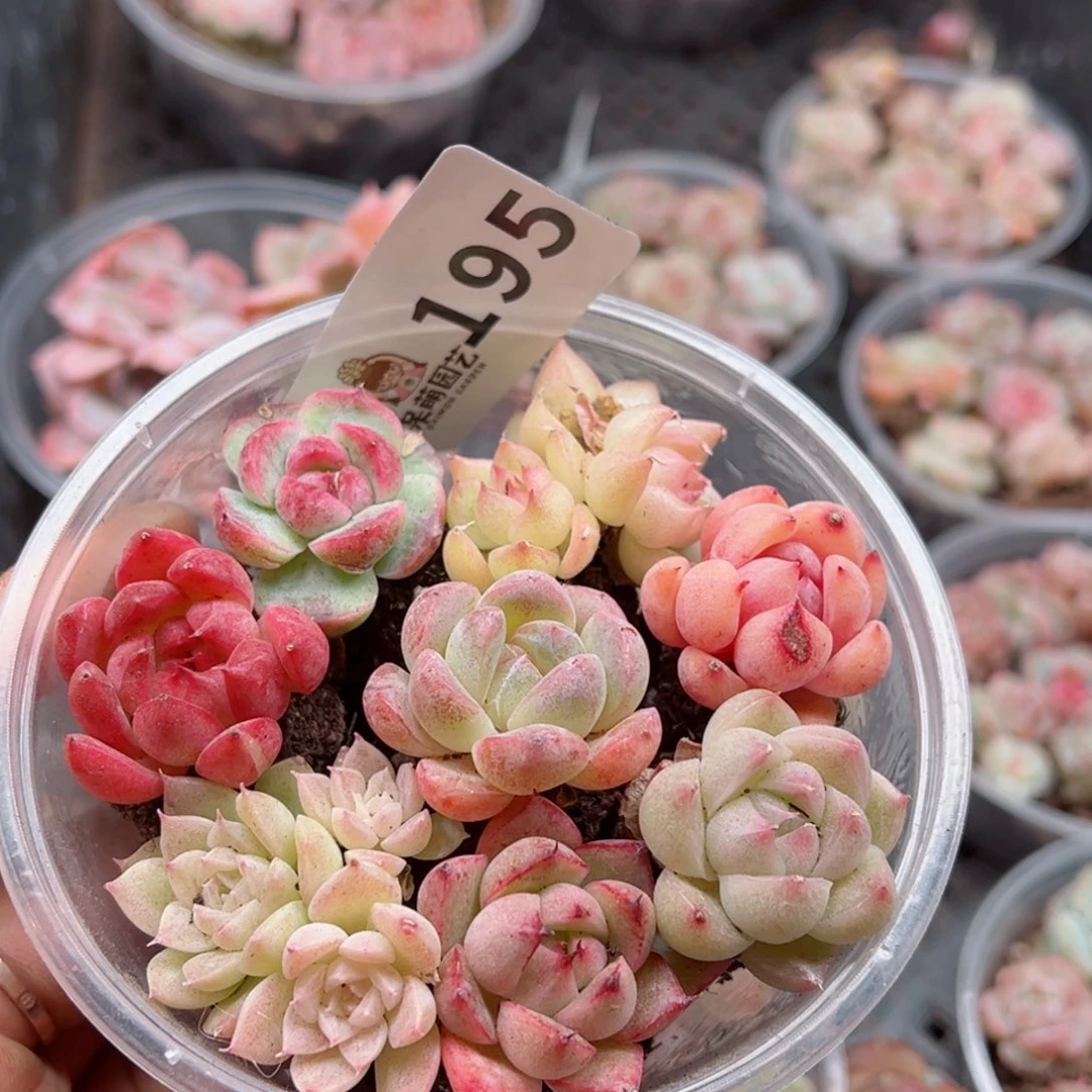 多肉植物多肉植物