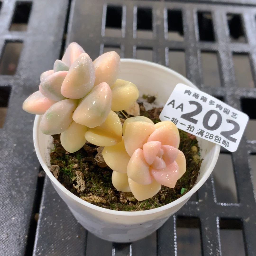 肉萌萌拇指盆精控多肉AA202