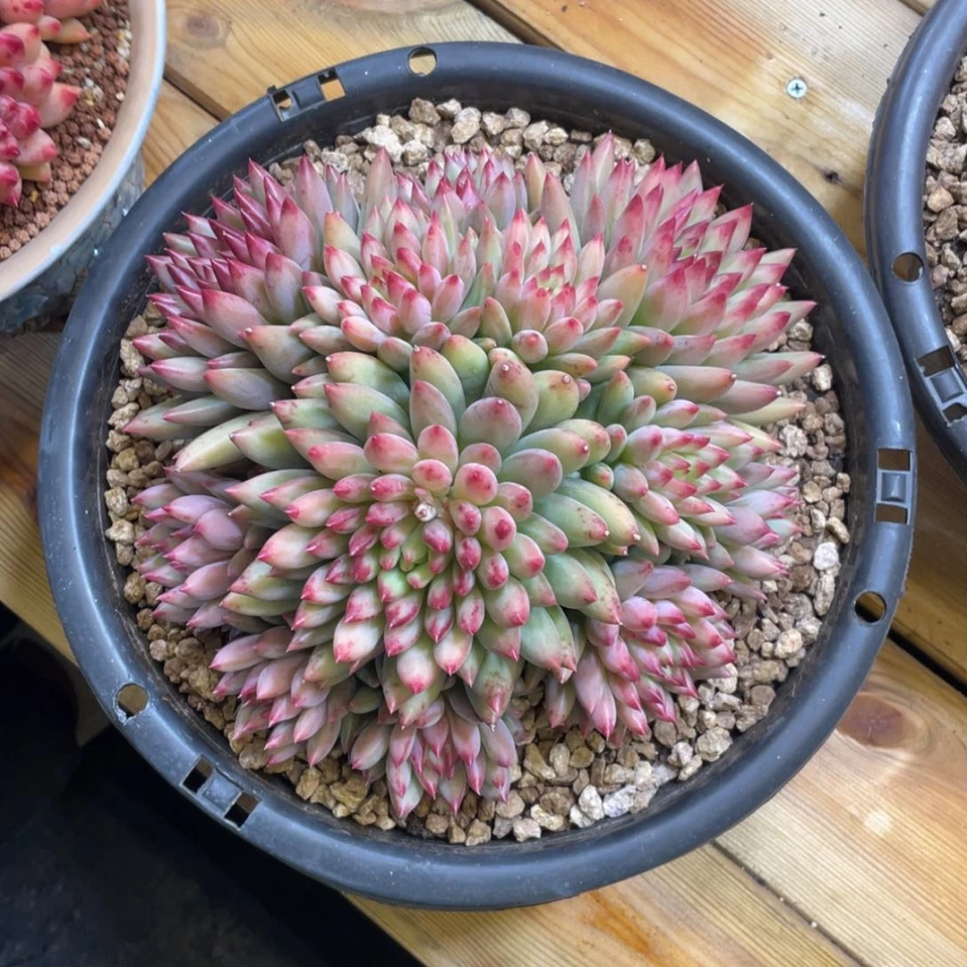 二代虞美人手捧大群