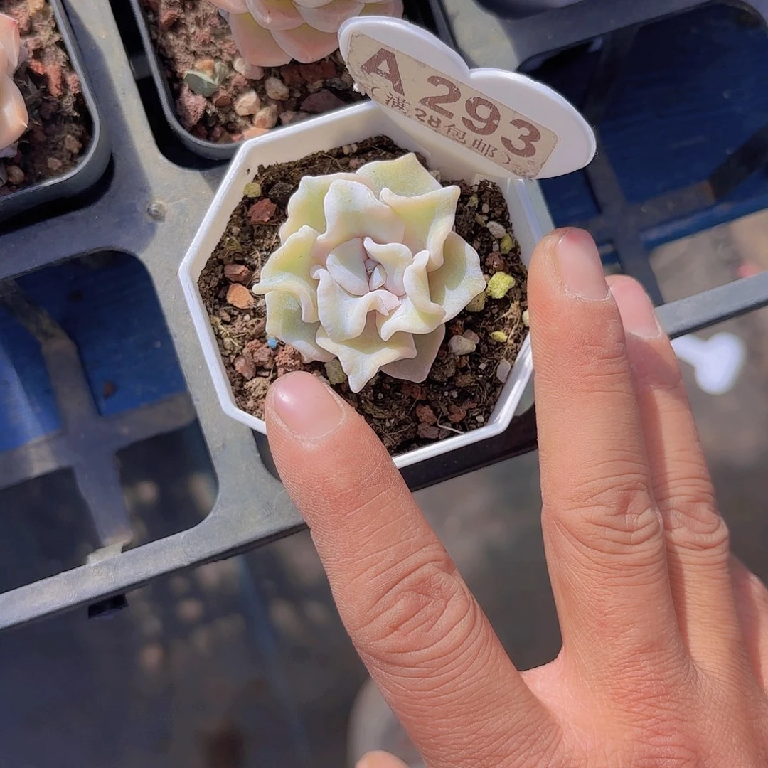 A293饺子皮一物一拍