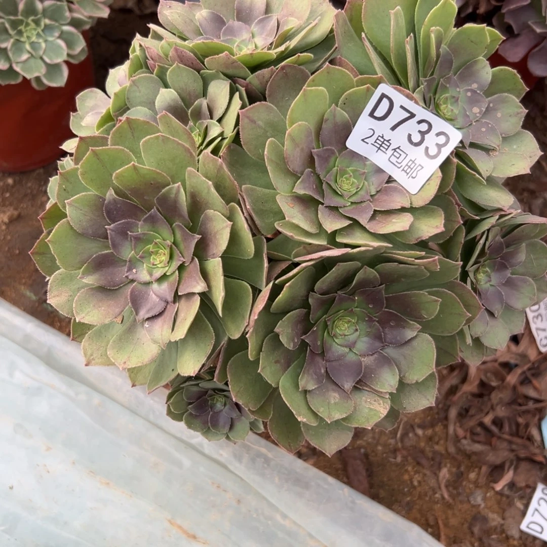 733多肉   万圣节不包断头