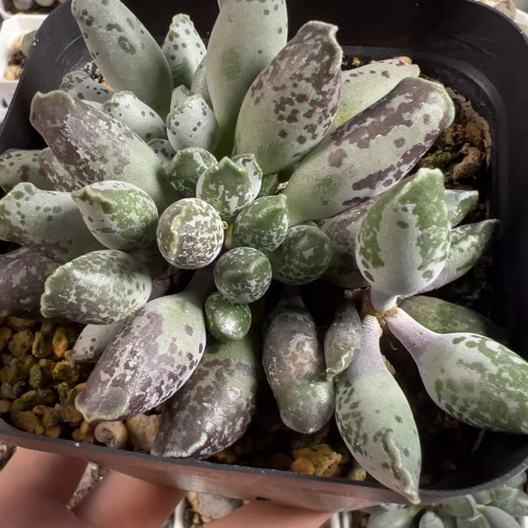 十方盆三代紫海豹多头纯木质桩多肉植物水泡