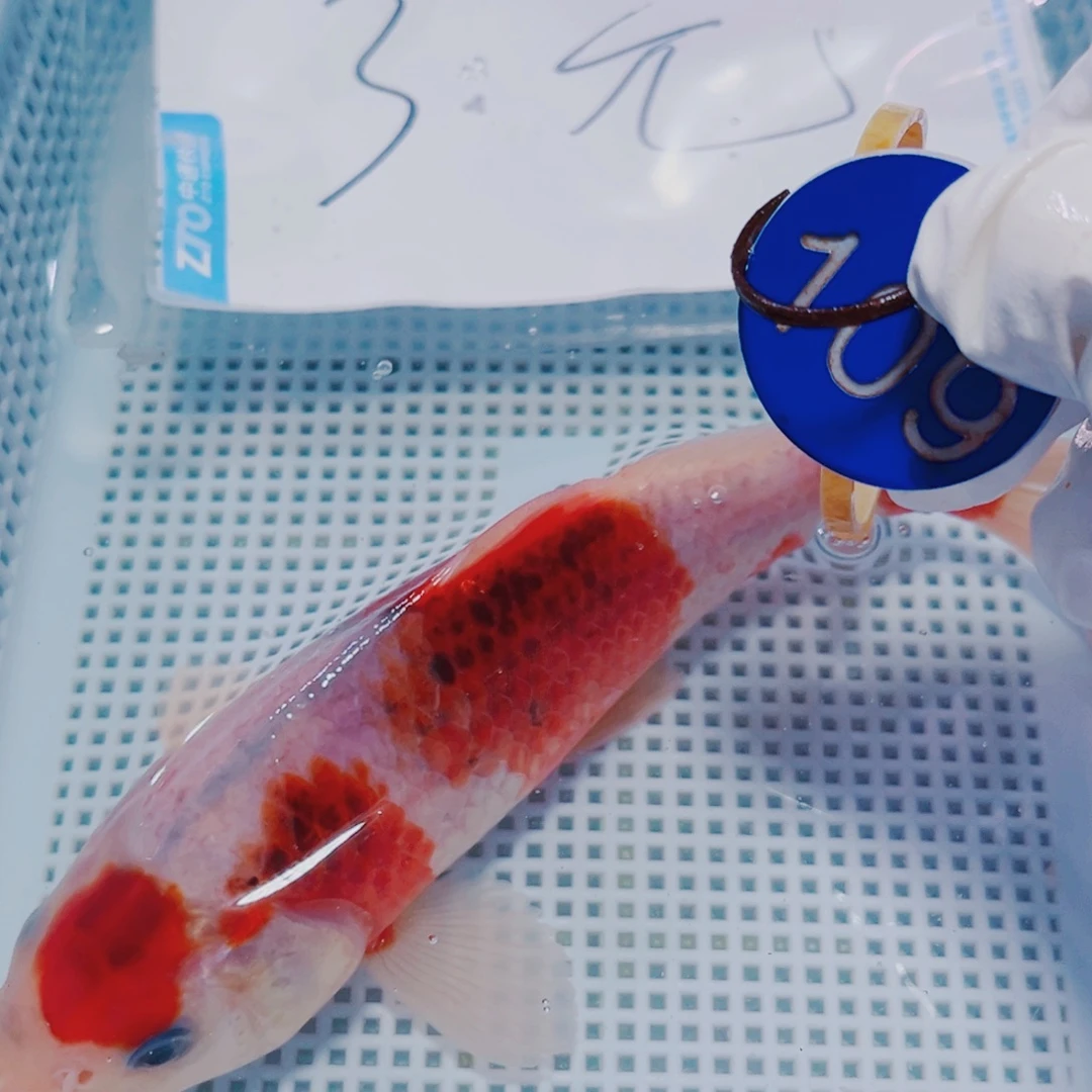 锦鲤锦鲤观赏鱼冷水109
