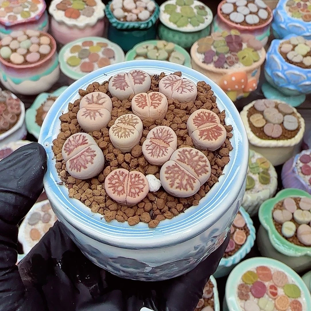 生石花满18包邮0105-74