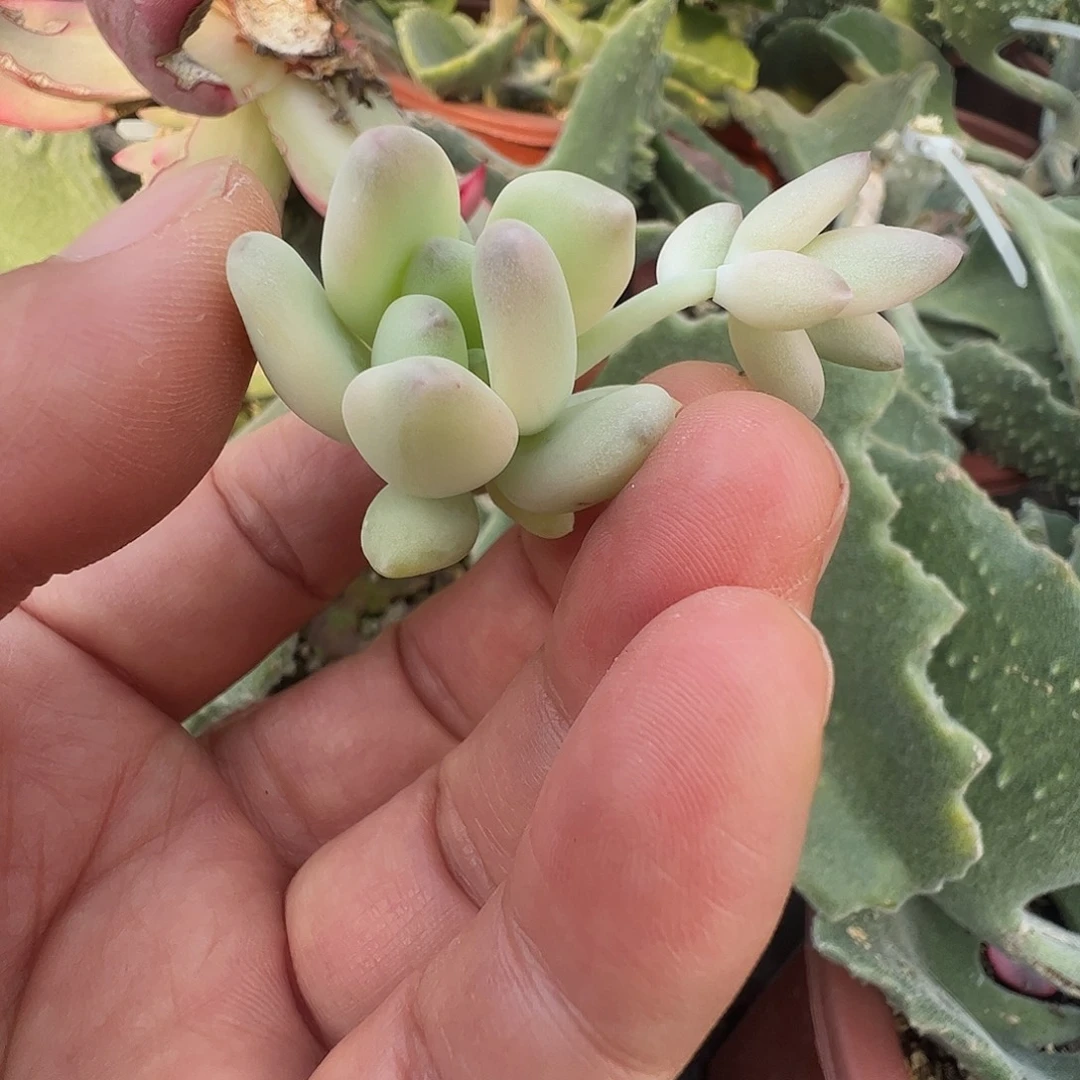 杰***龟多肉植物多肉植物