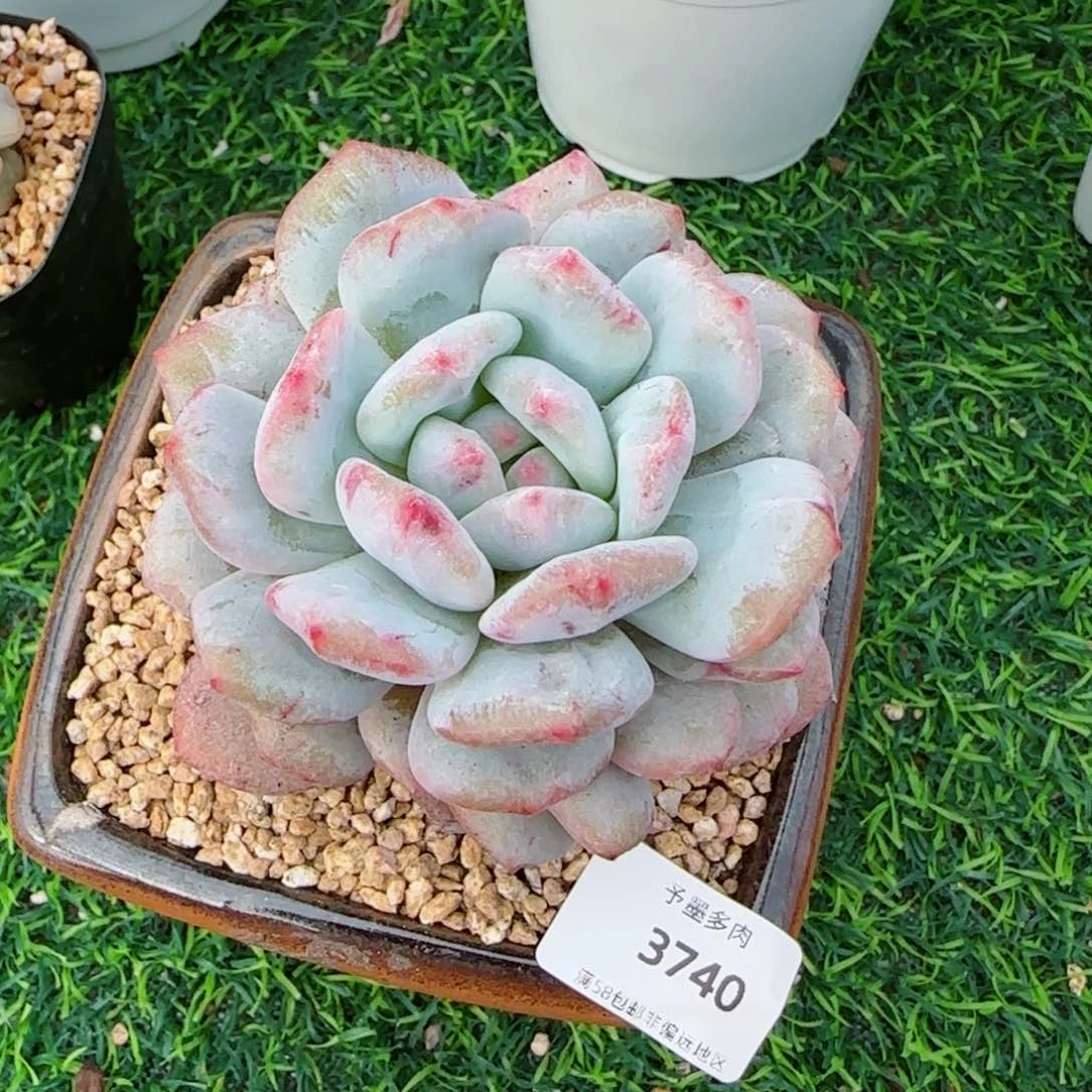 星星橙石化，3740多肉植物
