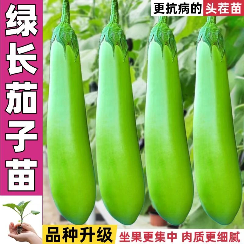 绿长茄子苗秧传统老品种高产早熟青皮茄子苗超长耐热抗病四季蔬菜