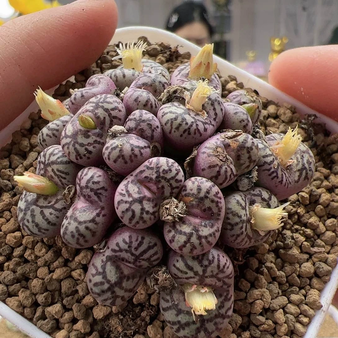 【闪购商品】58霓虹福利