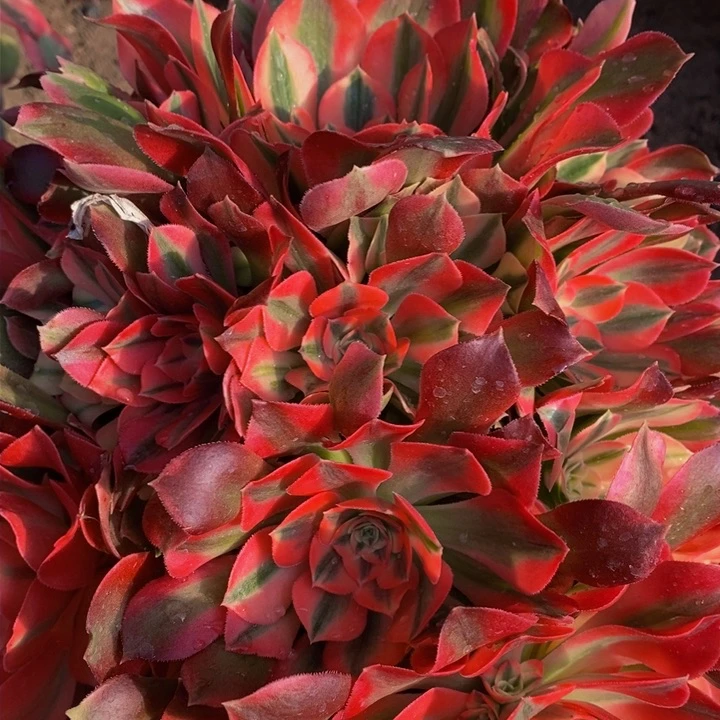 Y*香妃老庄大颗一颗