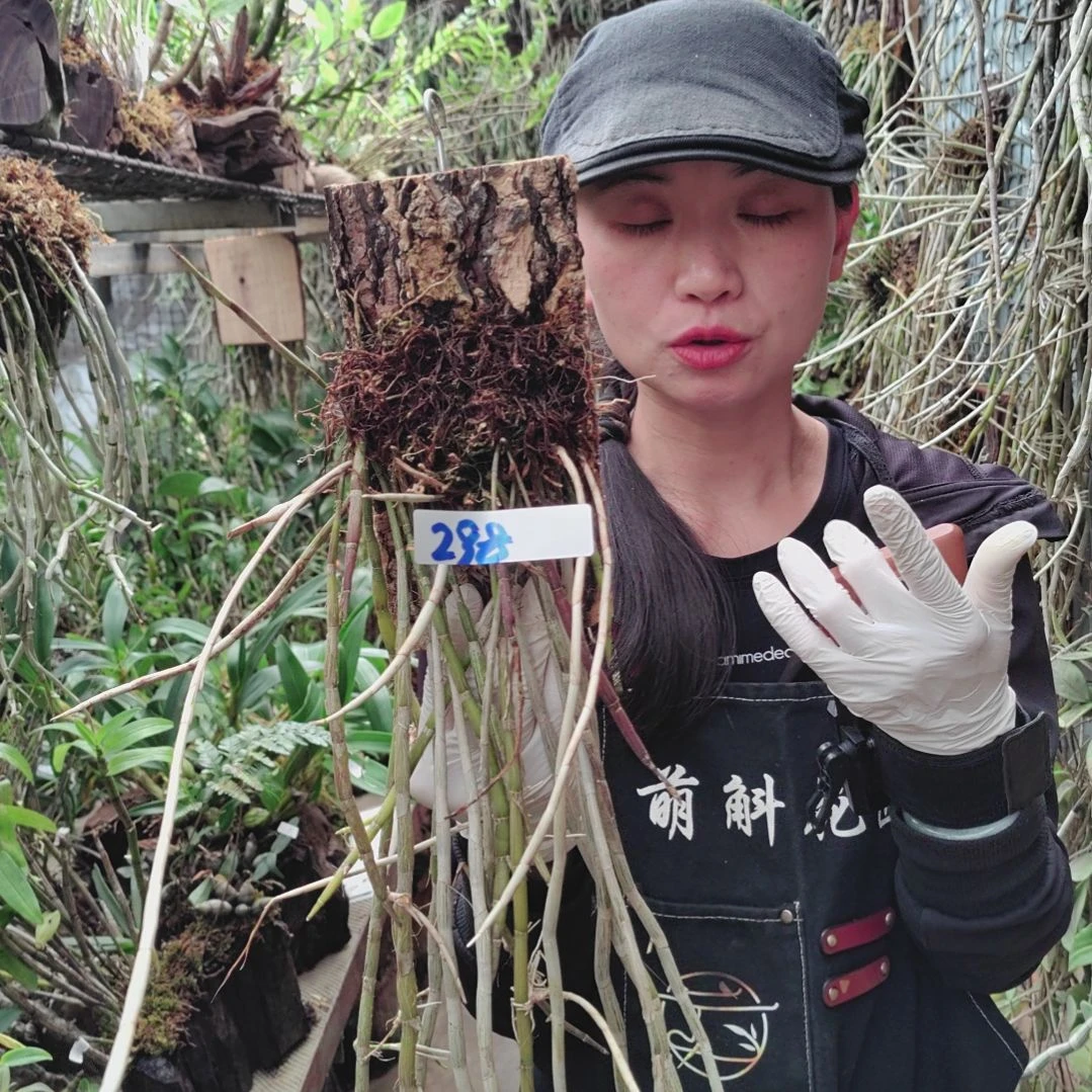 298金草绿植花卉微景观