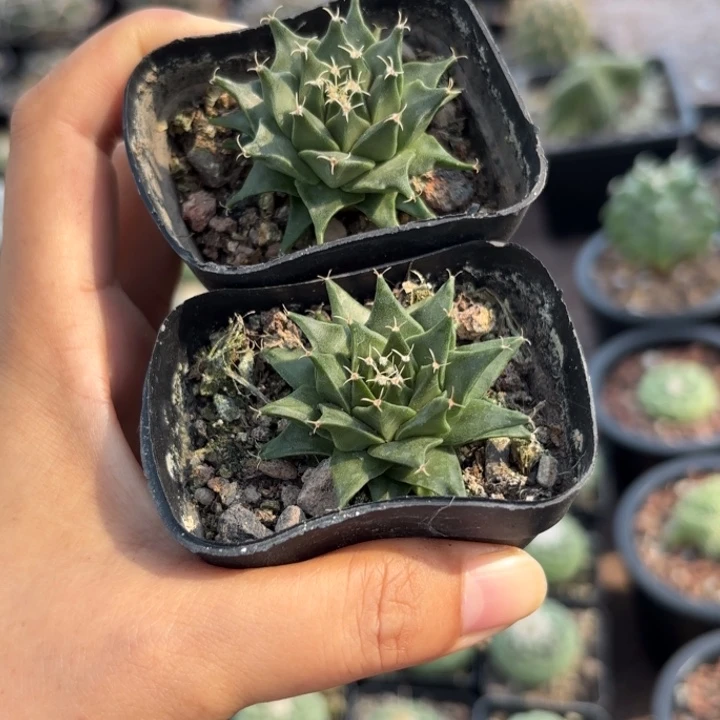 二个实生帝冠好养加实