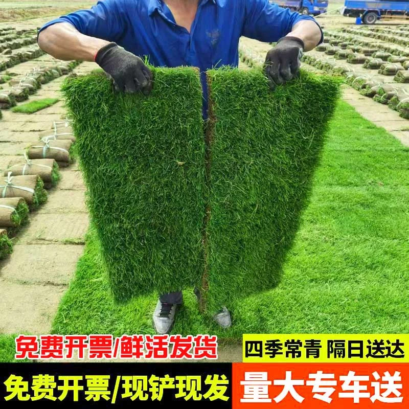 草皮真草坪带泥土别墅花园绿化四季青果岭草台湾草马尼拉草皮带土