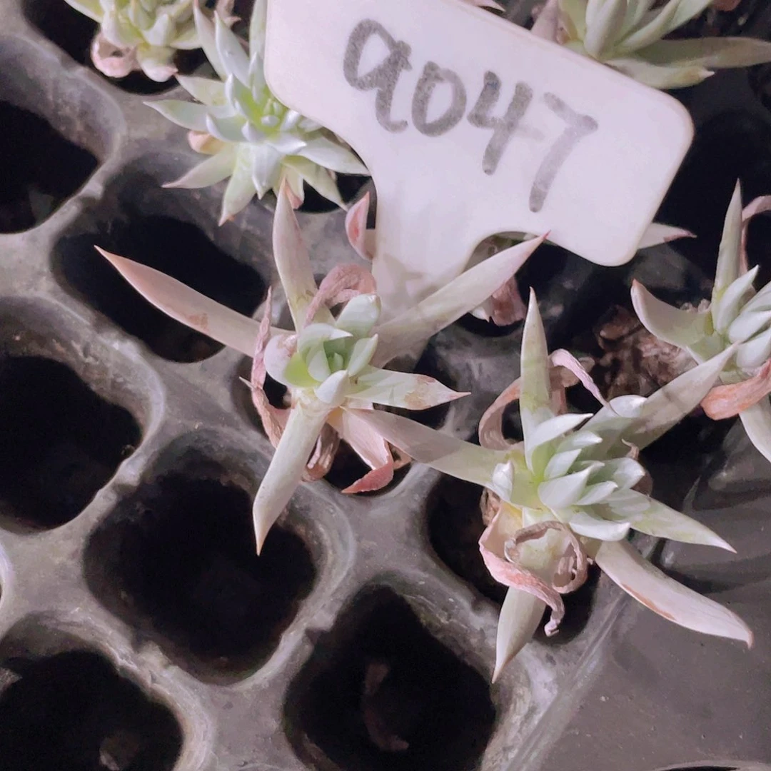 白菊穴盘五颗一组a047