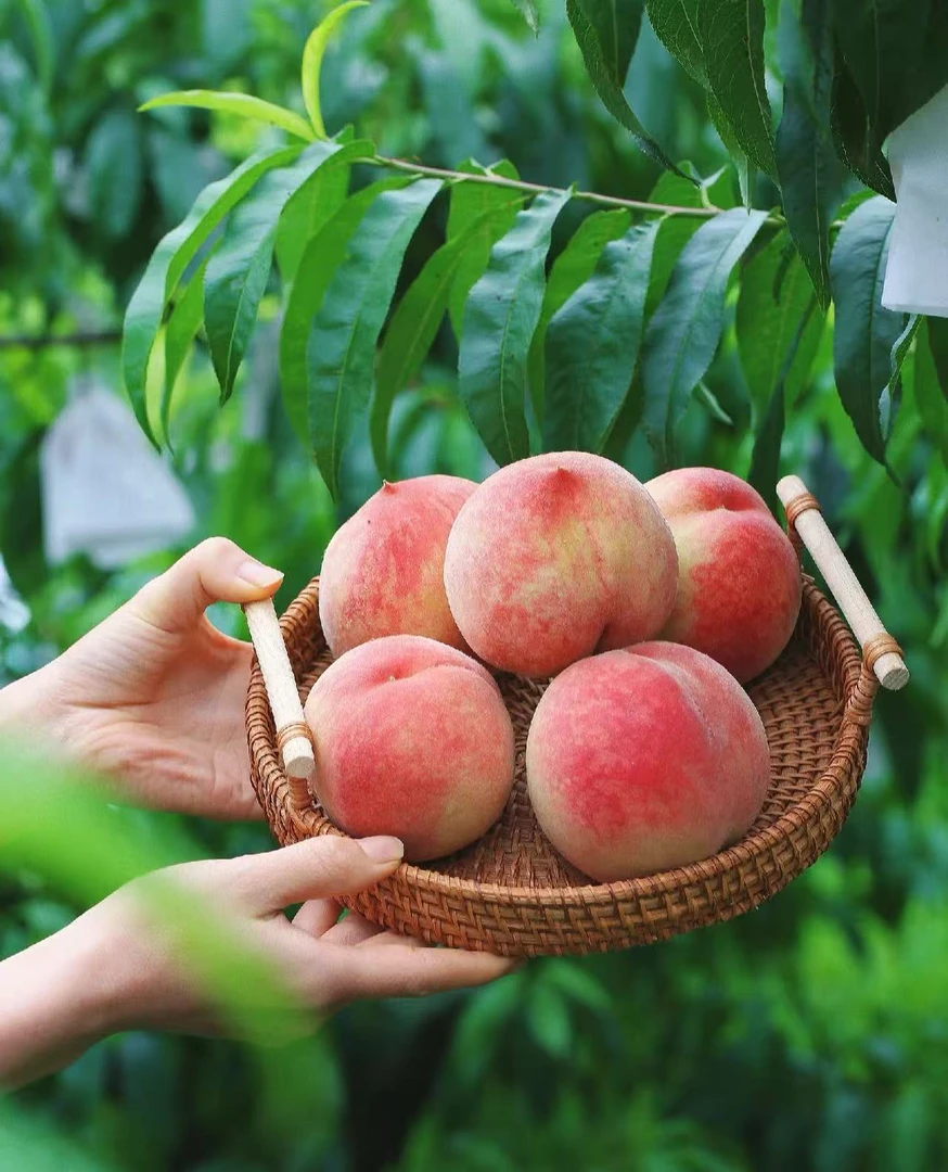 4两现摘现发新鲜宁波奉化水蜜桃脆软两吃鲜甜多汁（江西福建）