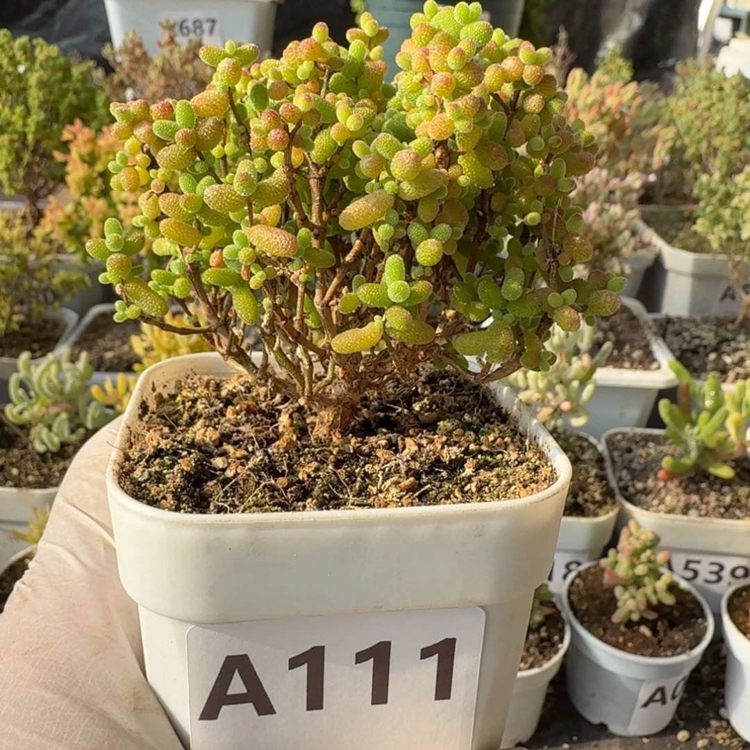 A111金桔糖球一物一拍