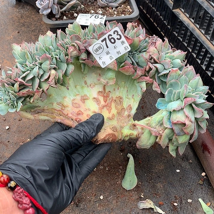 霞光缀化 瑕疵处理 非偏远38包邮 节后发