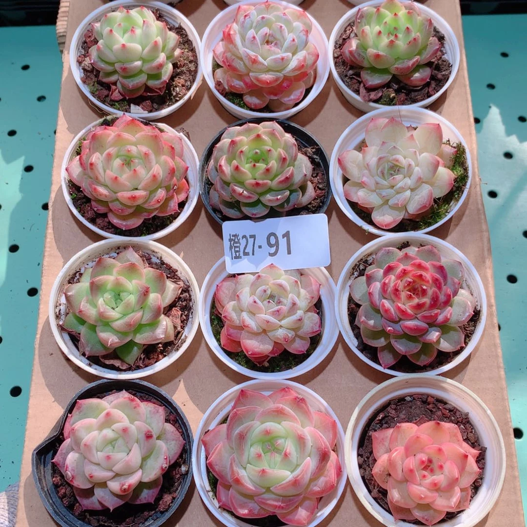 27-91一物一拍多肉带盆18颗