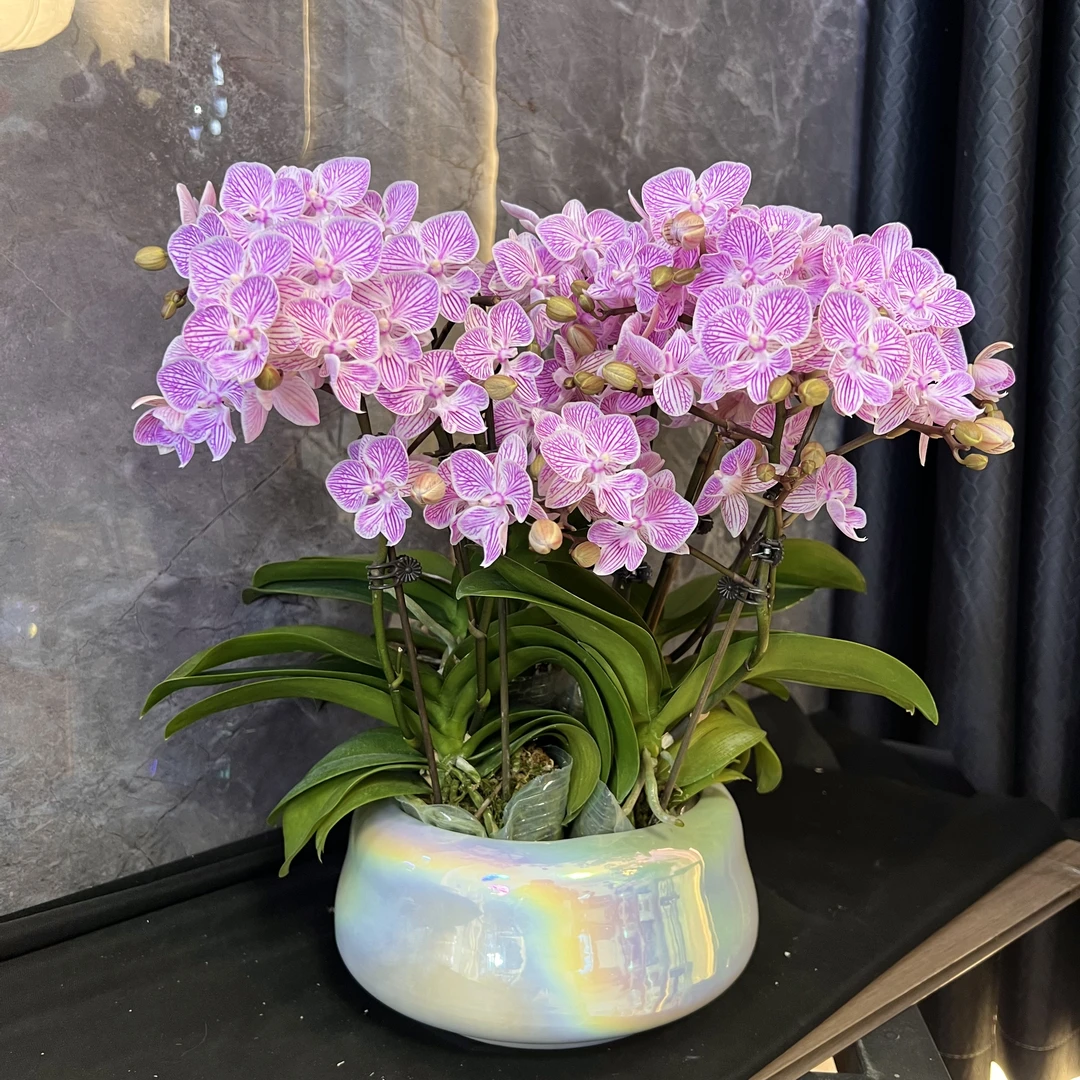 【樱花-蝴蝶兰】 懒人种植 禅意 轻奢 易养花期长