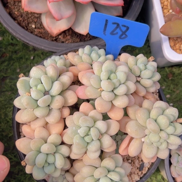 健健康康平平安安