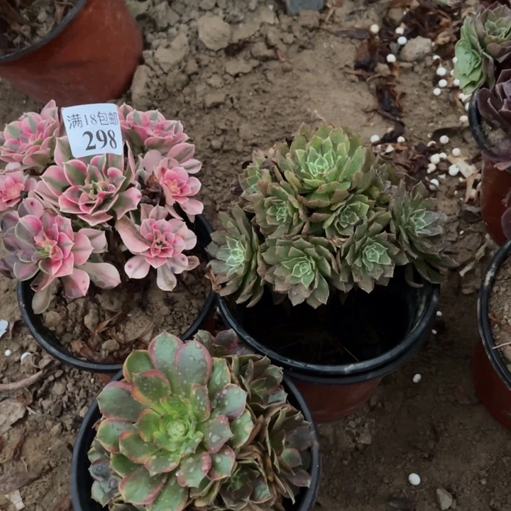 298粉女巫➕琳琅➕莲花1