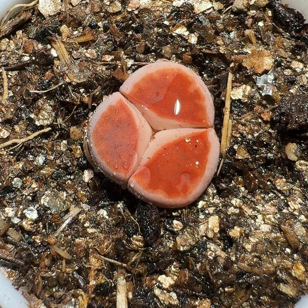 生石花等1111111。    251