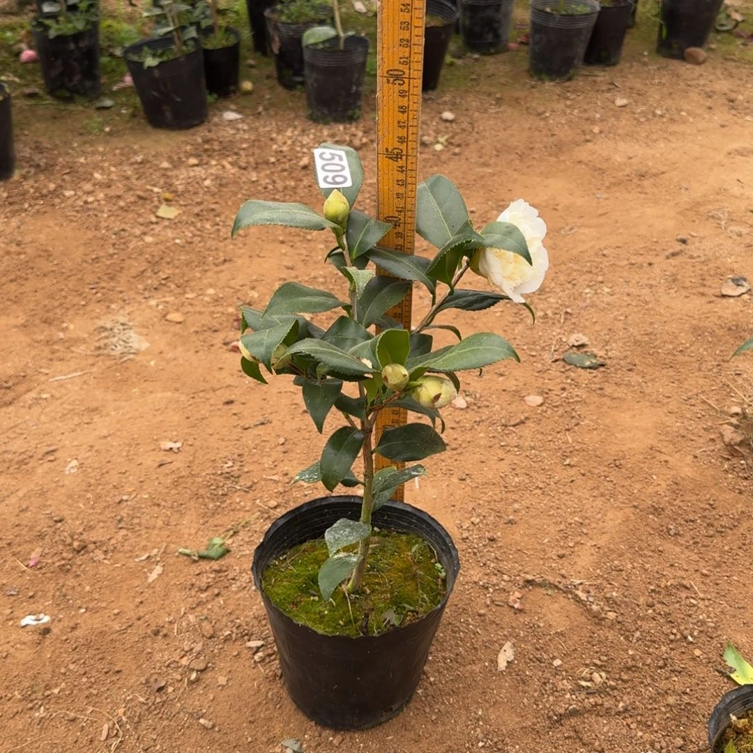 少量花朵（建议范围：2朵-5朵 或40%以下）509黄绣球