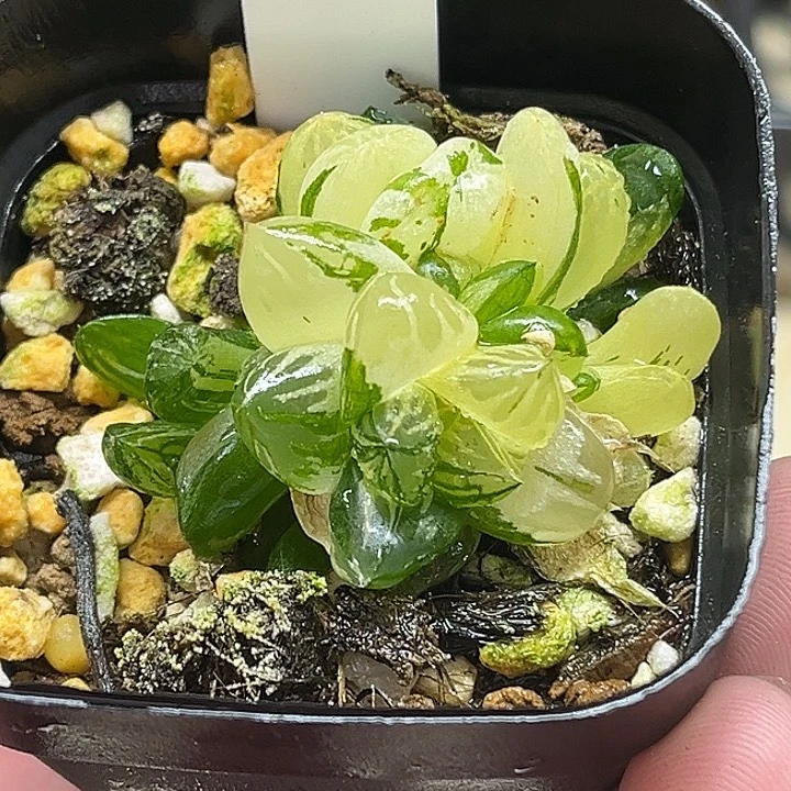 443群生樱梦湖玉露锦