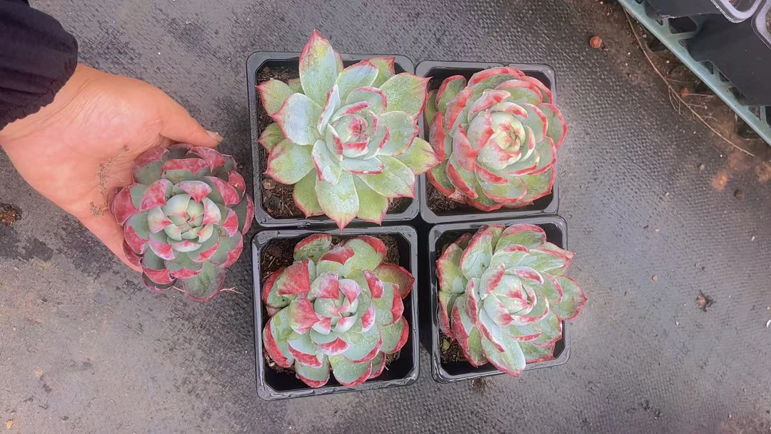 惊鸿仙子多肉6月8日链接（一物一拍）