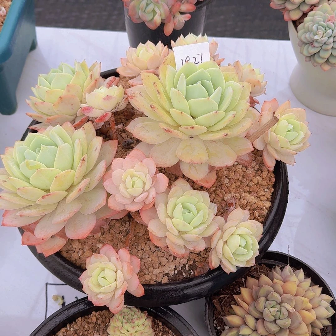 静*1927恋曲多肉植物