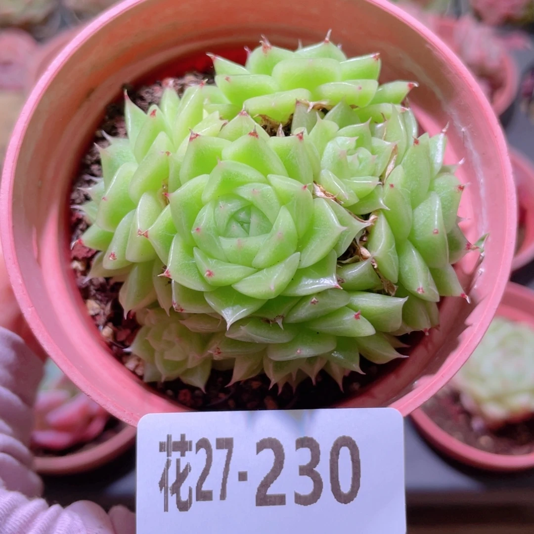 花利美27-230麦秆群