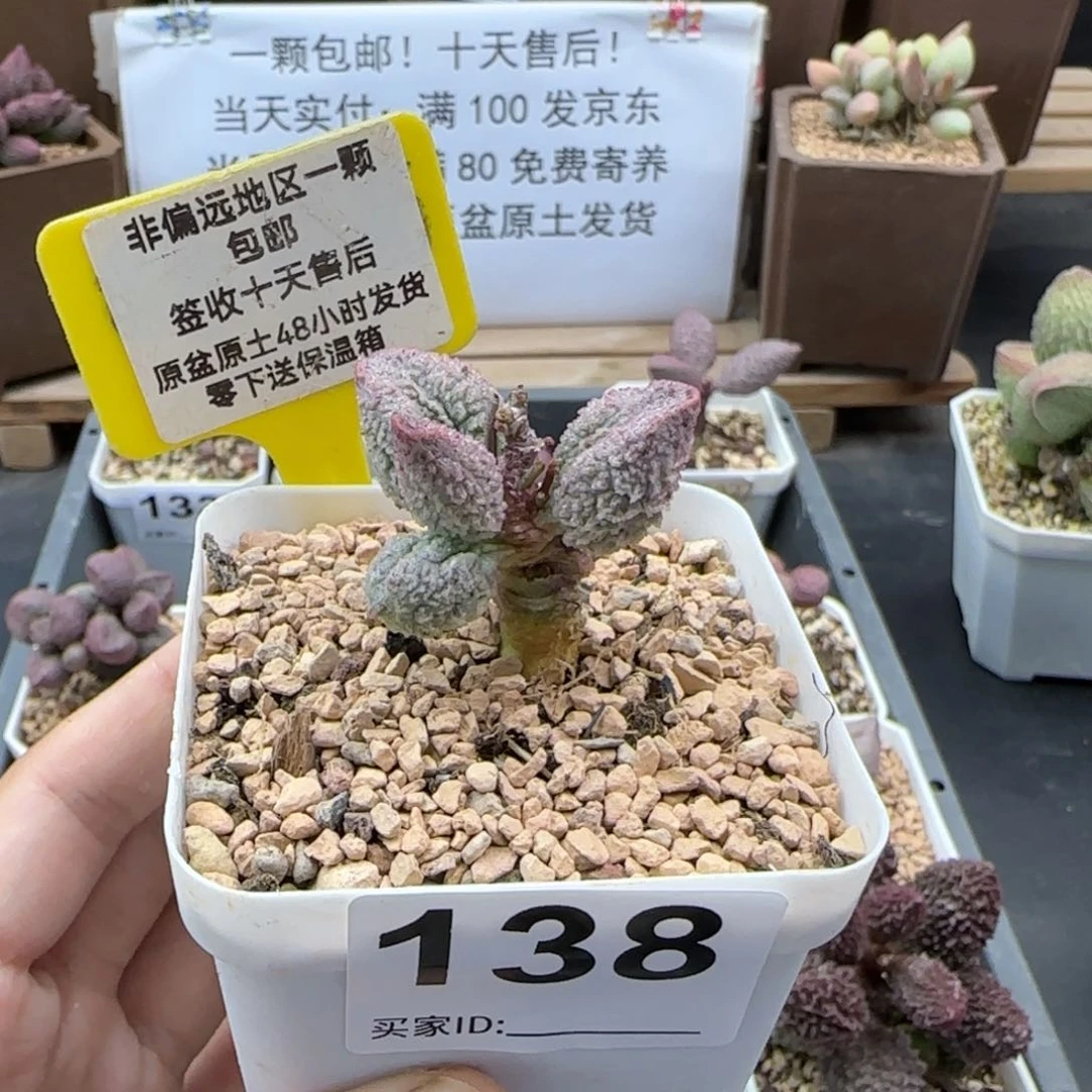 138冰蚕多肉植物