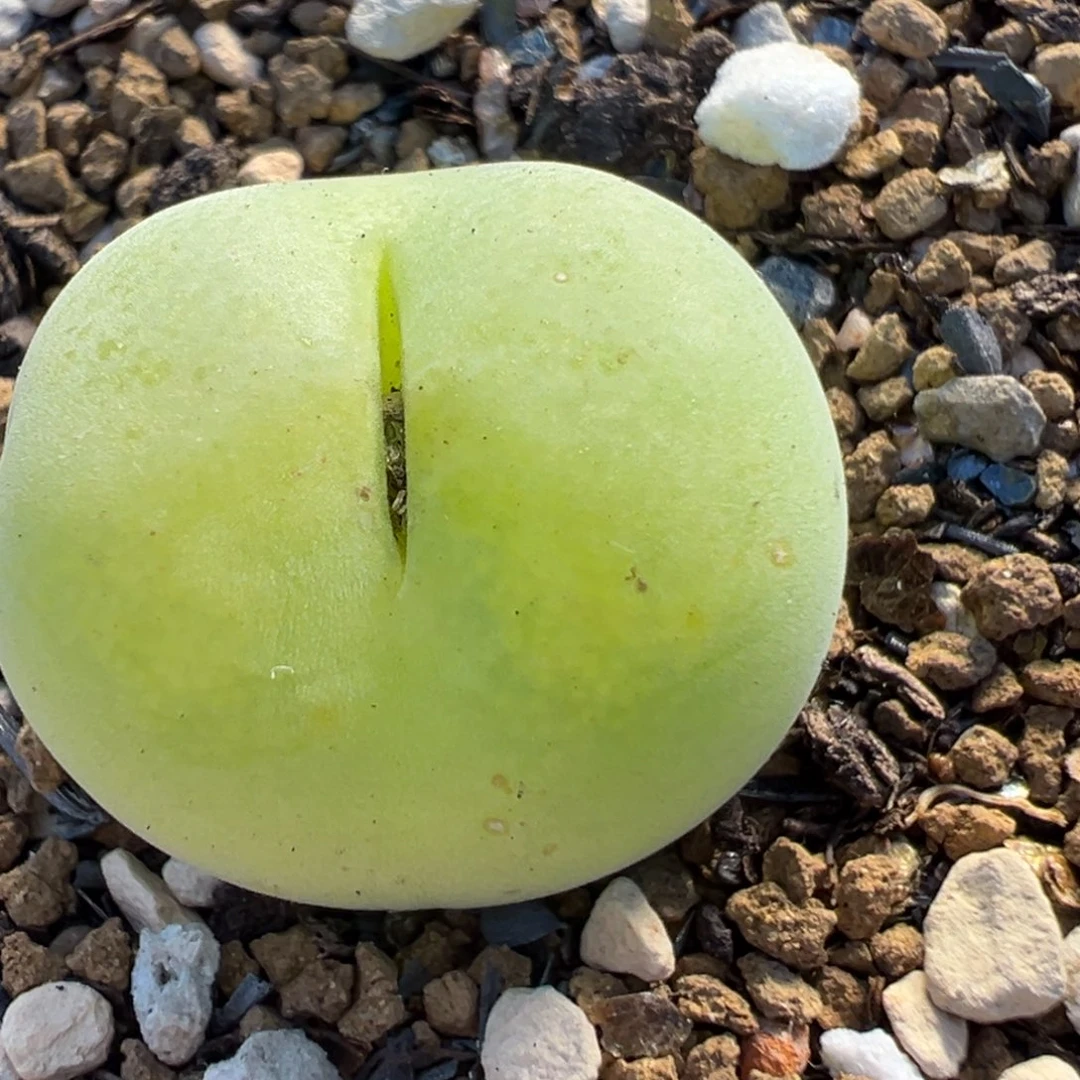 517多肉植物百科翠光