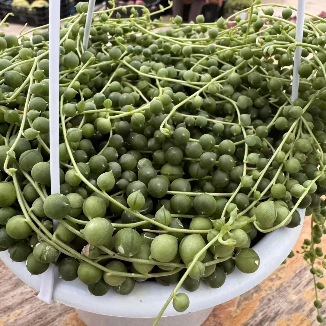 云漫多肉 佛珠 18cm盆 多肉植物