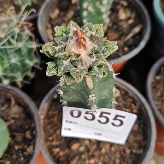 黑牡丹秀普苗接福555