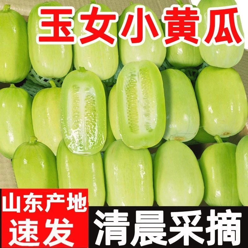 【爷俩专属】顺丰包邮山东玉女黄瓜奶油拇指黄瓜